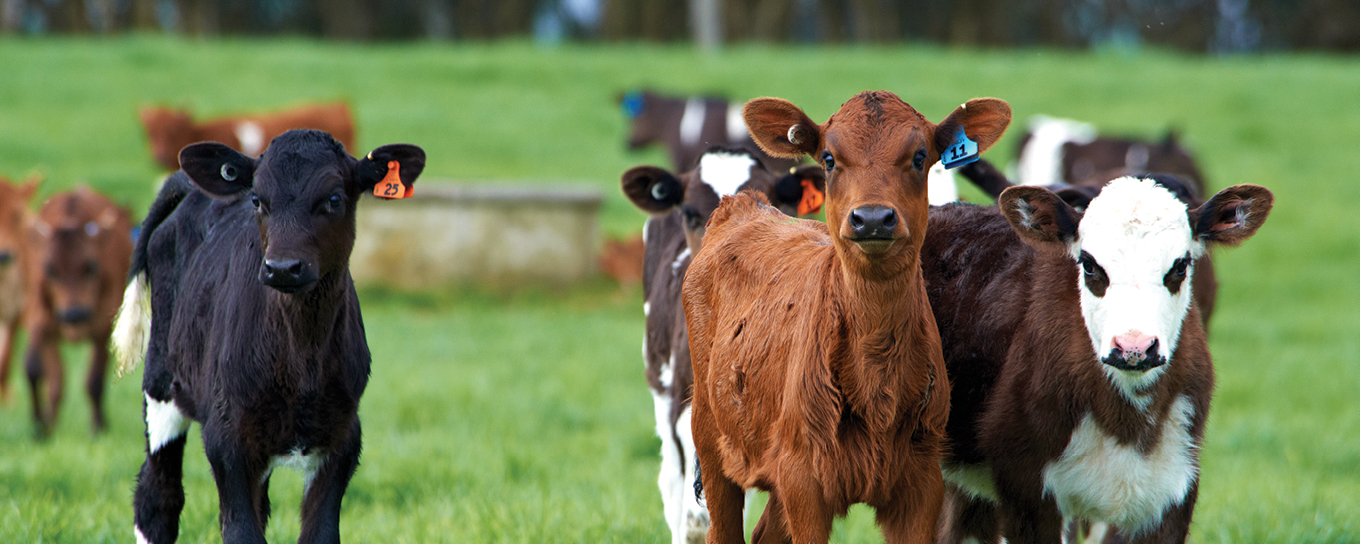 Rural Diary_Blog_Drench management for reared calves